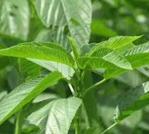 Ewedu - SMK African StoreSMK African Store#african_Caribbean_online_Groceries_store#