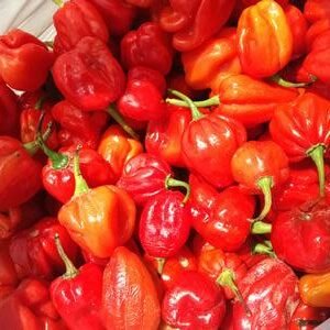 Scotch Bonnet Pack/Hot Pepper (Ata rodo)